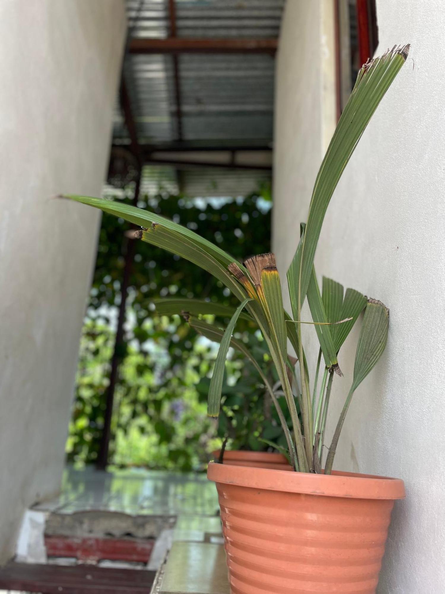 Hostal Isla Natal Moyogalpa Kültér fotó